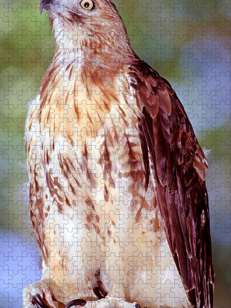 Red Tailed Hawk Jigsaw Puzzle featuring the photograph Red Tailed Hawk #5 by Millard H. Sharp