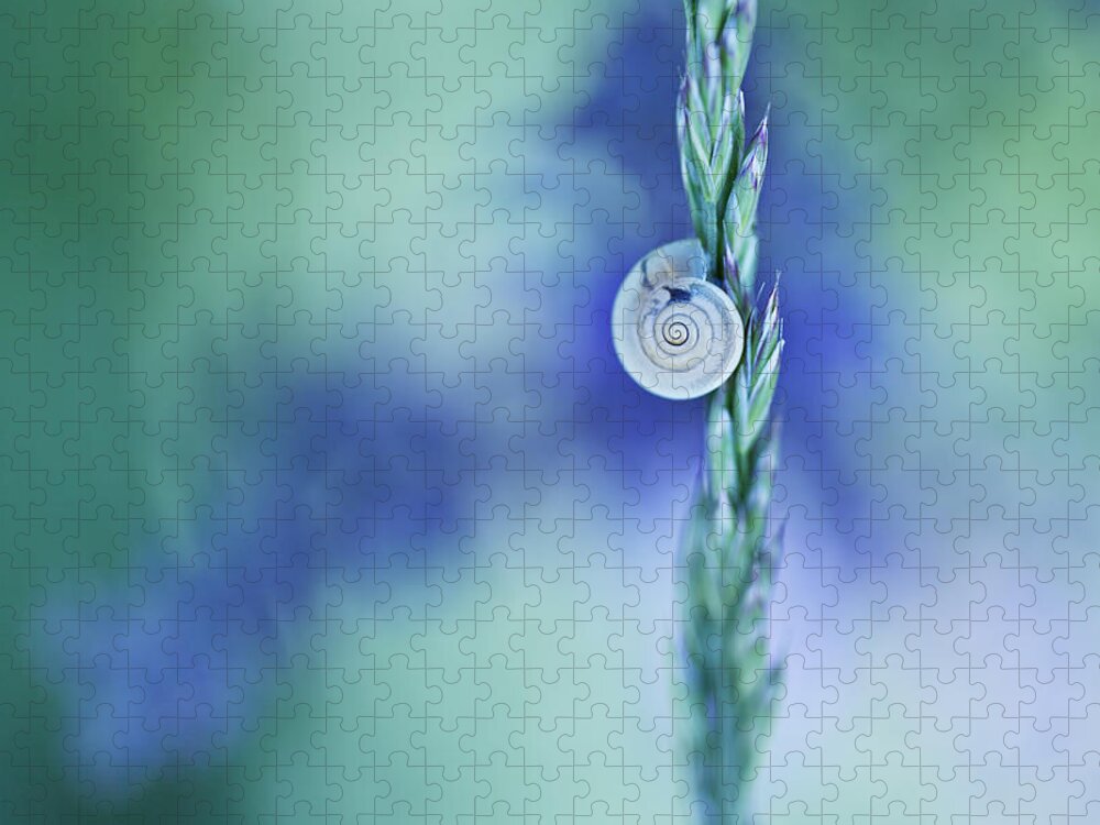 Snail Jigsaw Puzzle featuring the photograph Snail on Grass #5 by Nailia Schwarz