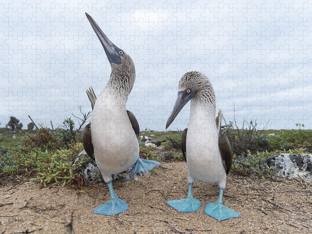 531676 Jigsaw Puzzle featuring the photograph Blue-footed Booby Courtship Dance by Tui De Roy