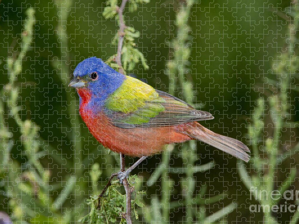 Painted Bunting Jigsaw Puzzle featuring the photograph Painted Bunting #6 by Anthony Mercieca