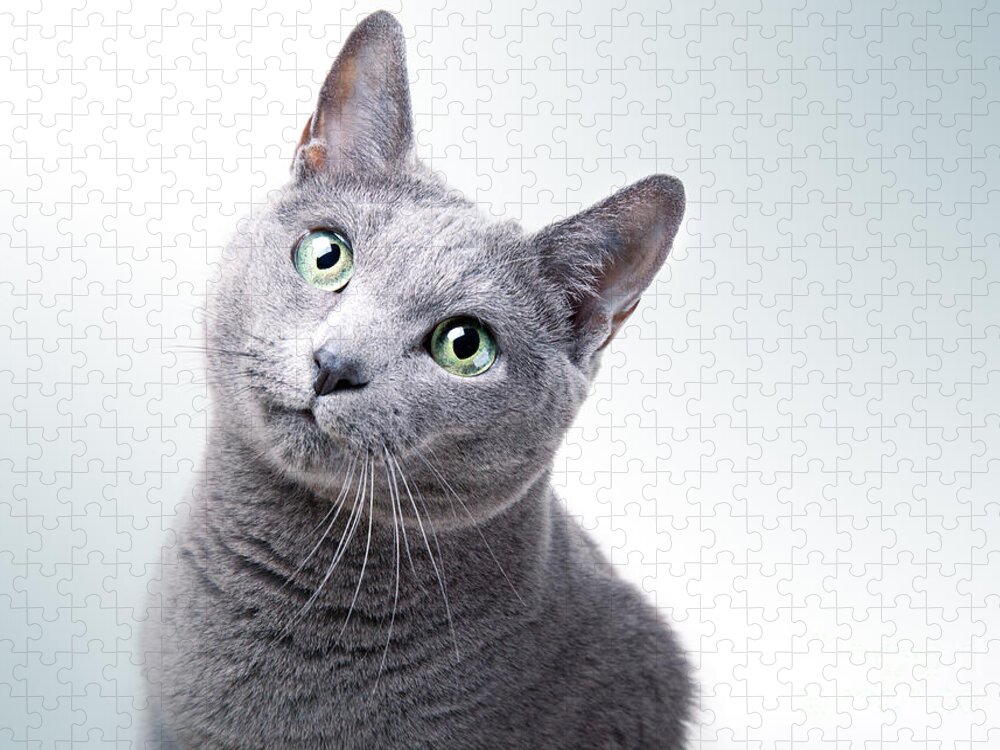 Cat Jigsaw Puzzle featuring the photograph Russian Blue Cat #6 by Nailia Schwarz