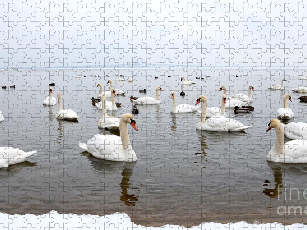 Swans Jigsaw Puzzle featuring the 60 Swans a Swimming by Laurel Best