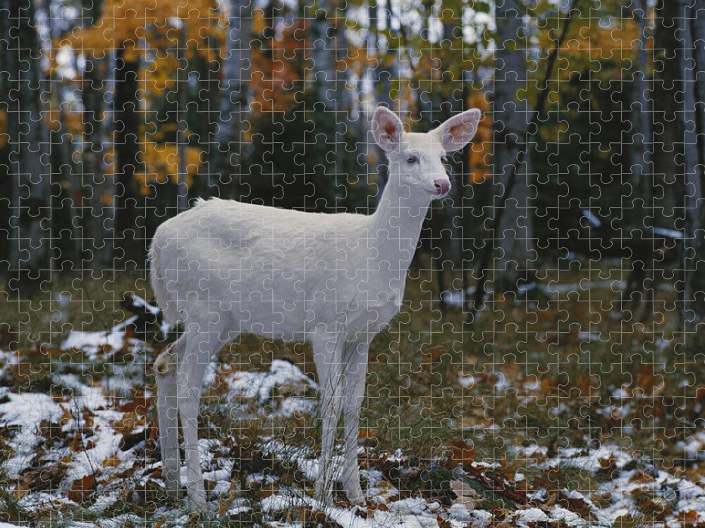 Albinic Jigsaw Puzzle featuring the photograph Albino White-tailed Deer #7 by Thomas And Pat Leeson