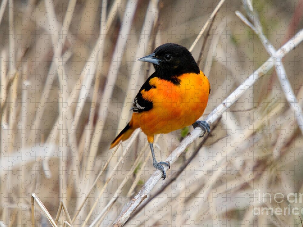 Bird Jigsaw Puzzle featuring the photograph Male Baltimore Oriole #7 by Linda Freshwaters Arndt
