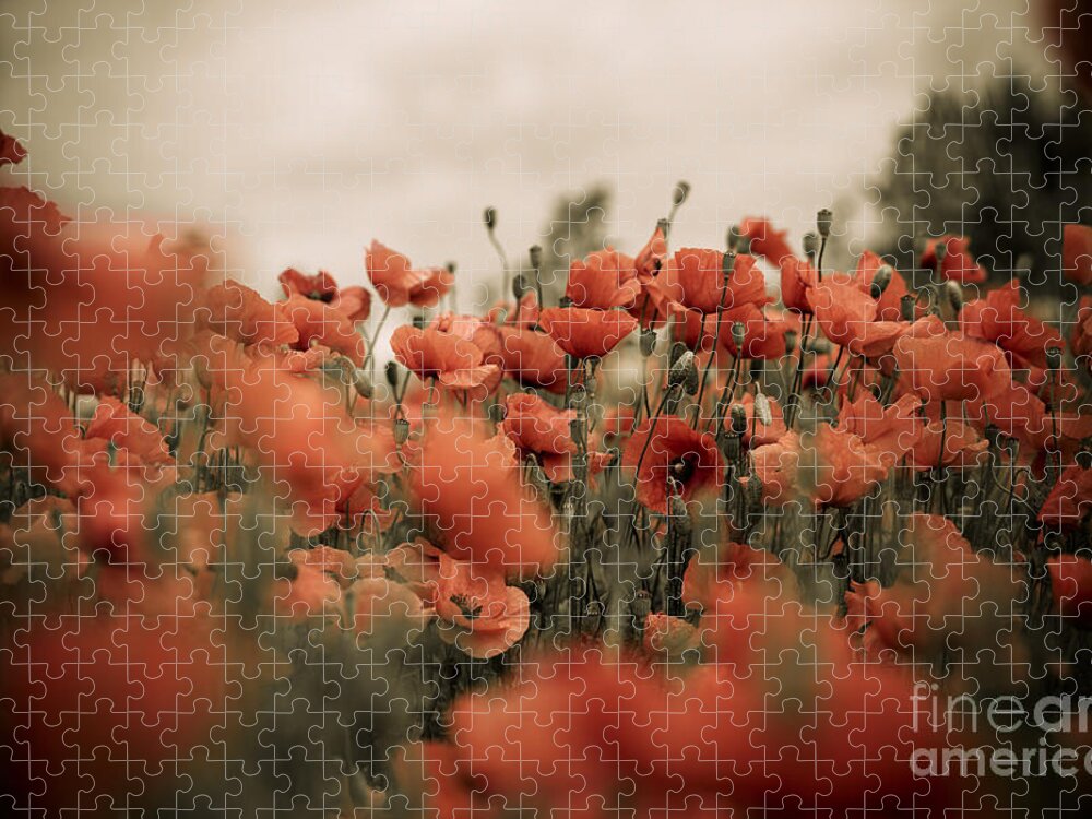 Poppy Jigsaw Puzzle featuring the photograph Red Poppy Flowers #7 by Nailia Schwarz