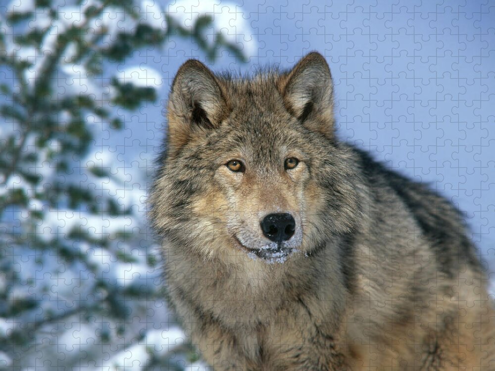 Gray Wolf Jigsaw Puzzle featuring the photograph Timber Wolf #7 by Hans Reinhard