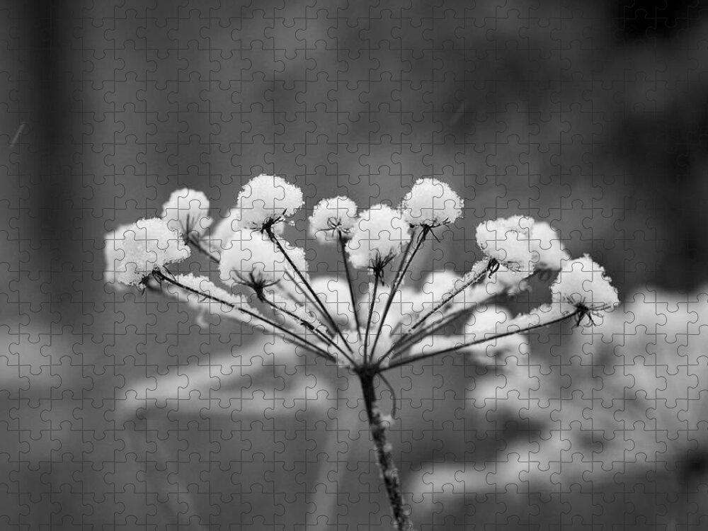Nokia Jigsaw Puzzle featuring the photograph Winter flowers black and white by Jouko Lehto
