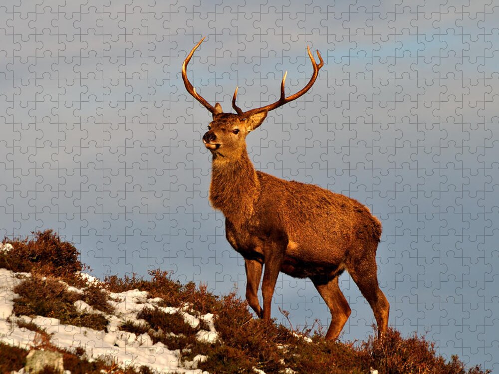  Red Deer Stag Jigsaw Puzzle featuring the photograph Red Deer Stag #8 by Gavin Macrae