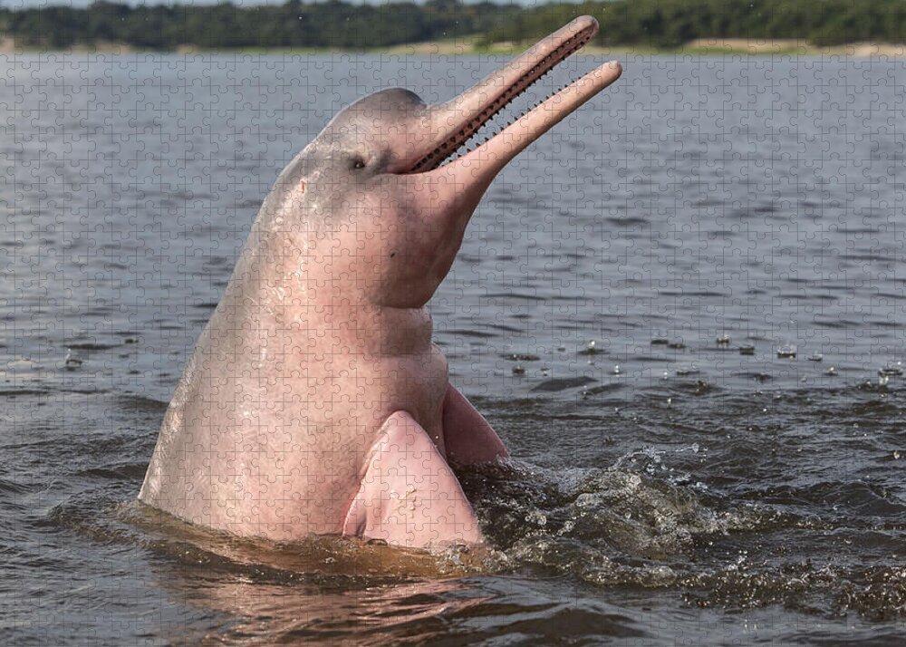 Amazon River Dolphin Jigsaw Puzzle by M. Watson | Pixels