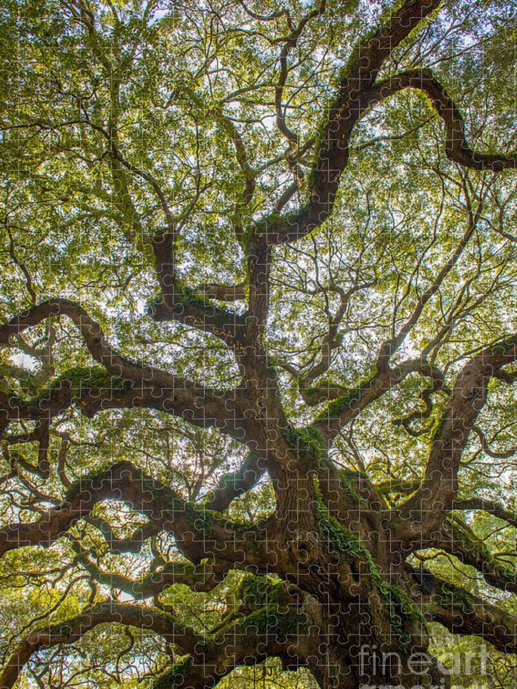 Angel Oak Tree Jigsaw Puzzle featuring the photograph Island Angel Oak Tree by Dale Powell