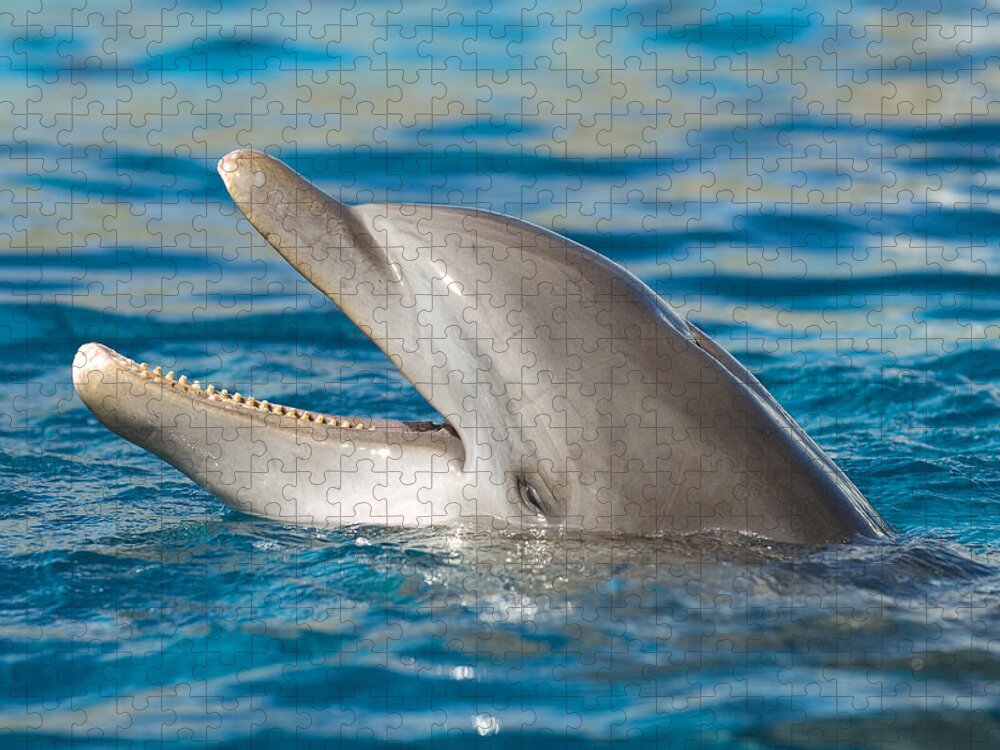 Atlantic Bottlenose Dolphin Jigsaw Puzzle featuring the photograph Atlantic Bottlenose Dolphin #8 by Millard H. Sharp