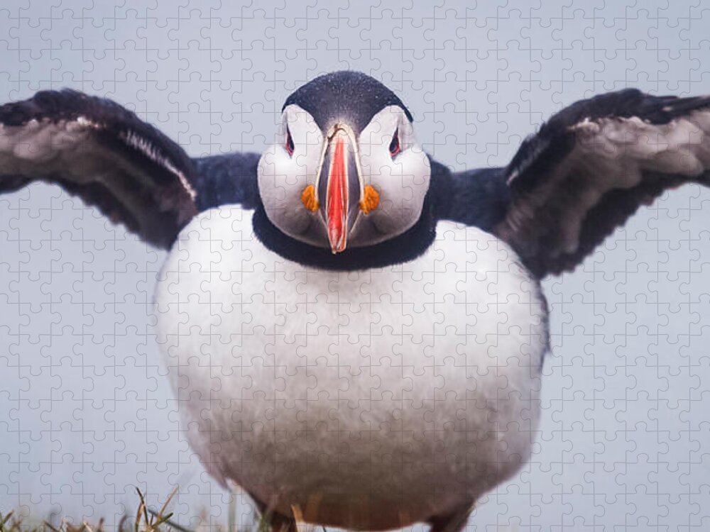 Photography Jigsaw Puzzle featuring the photograph Atlantic Puffin Fratercula Arctica #8 by Panoramic Images