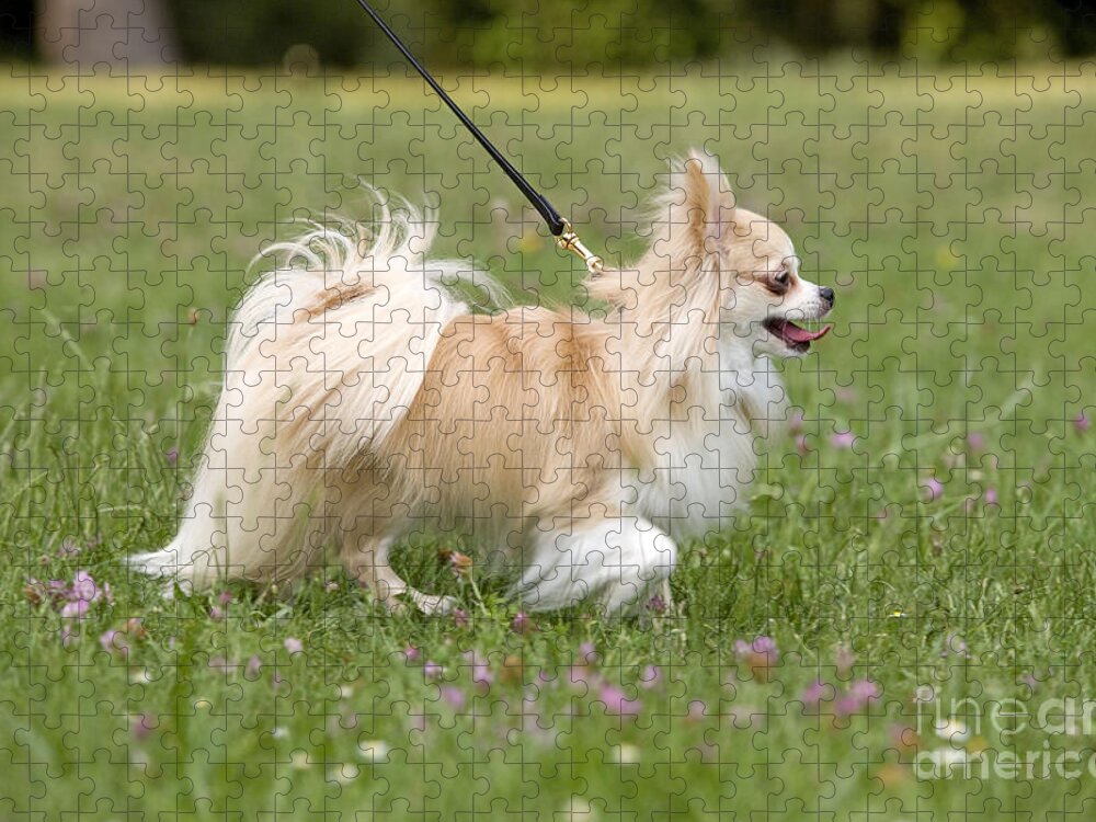 https://render.fineartamerica.com/images/rendered/default/flat/puzzle/images-medium-5/8-long-haired-chihuahua-jean-michel-labat.jpg?&targetx=-62&targety=0&imagewidth=1125&imageheight=750&modelwidth=1000&modelheight=750&backgroundcolor=778848&orientation=0&producttype=puzzle-18-24&brightness=327&v=6