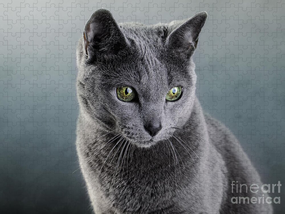 Cat Jigsaw Puzzle featuring the photograph Russian Blue Cat #8 by Nailia Schwarz