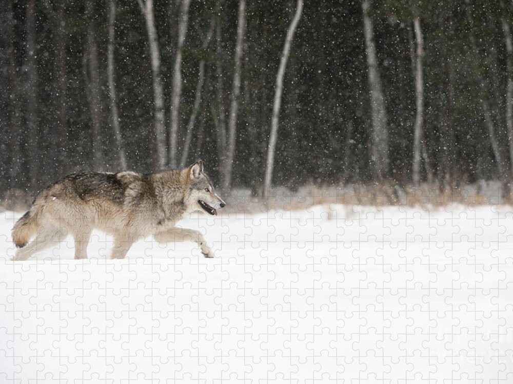 Canis Lupus Jigsaw Puzzle featuring the photograph Wolf In Winter #8 by John Shaw