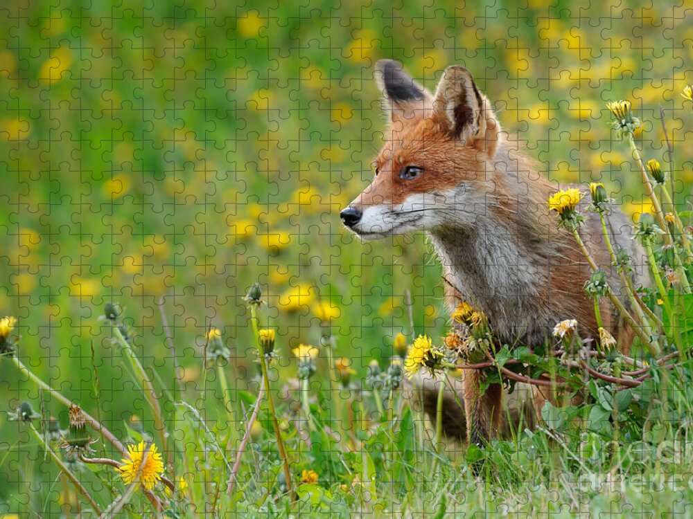 European Red Fox Jigsaw Puzzle featuring the photograph European Red Fox #16 by Willi Rolfes