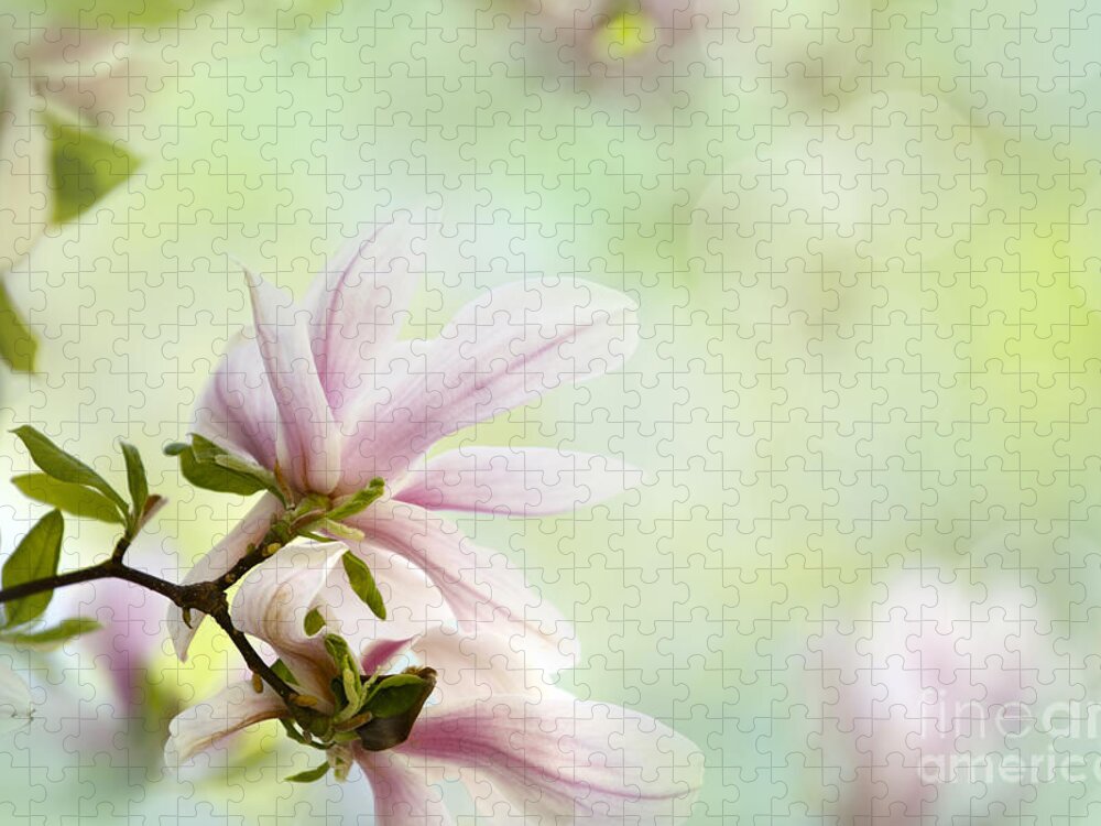 Magnolia Jigsaw Puzzle featuring the photograph Magnolia Flowers #9 by Nailia Schwarz