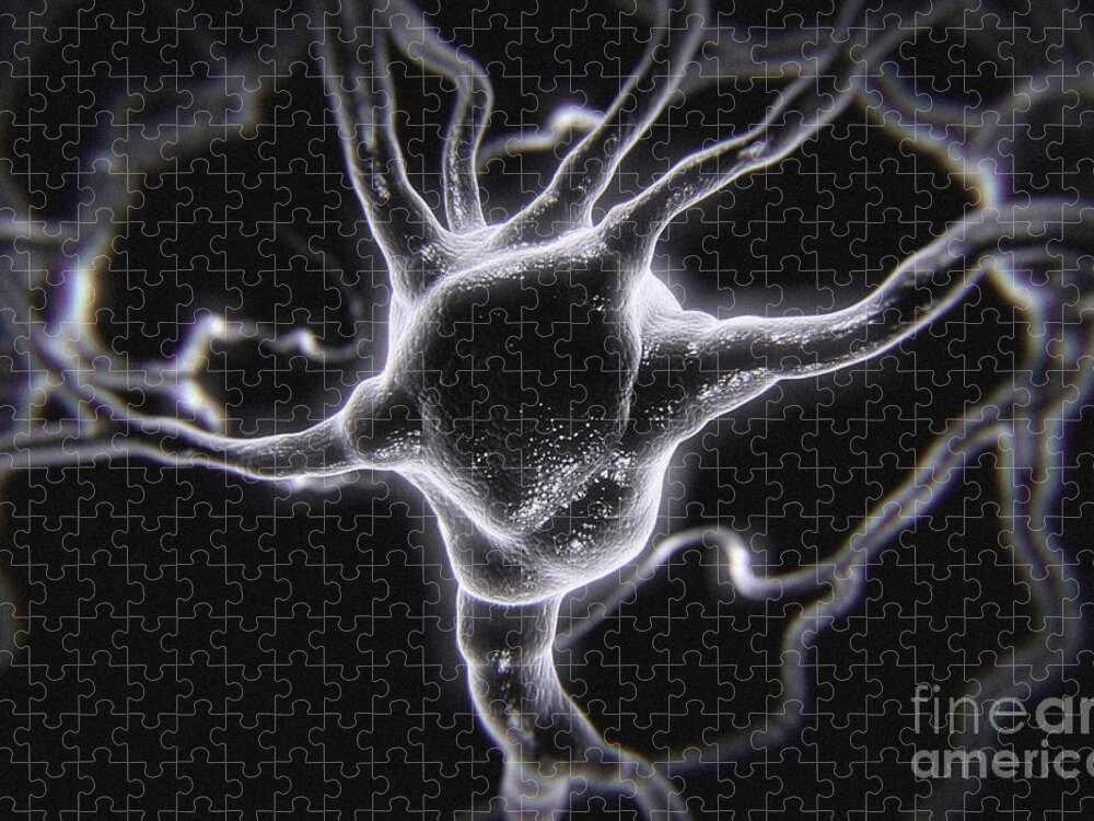 Close Up Jigsaw Puzzle featuring the photograph Neurons #9 by Science Picture Co