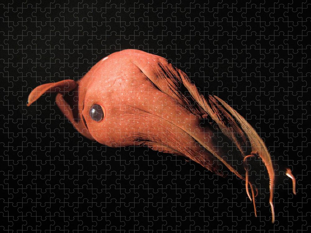 Vampire Squid Jigsaw Puzzle featuring the photograph Vampire Squid #9 by Steve Downer