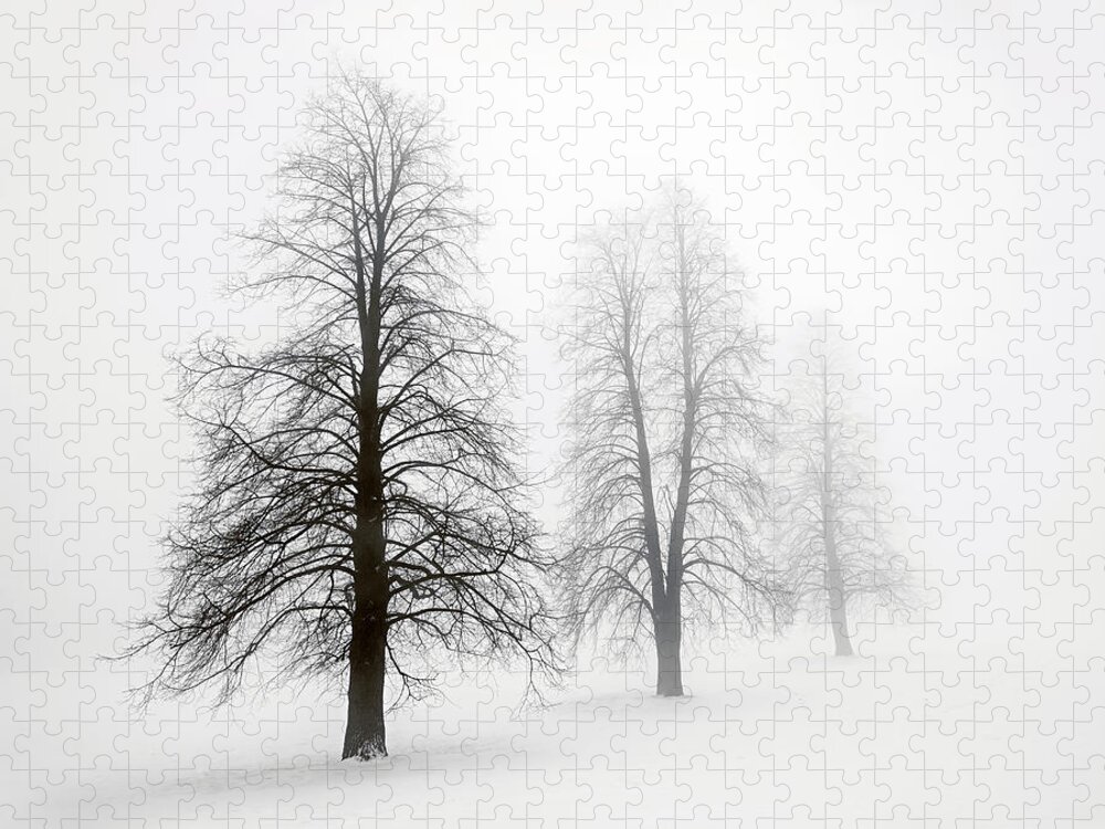 Trees Jigsaw Puzzle featuring the photograph Winter trees in fog 1 by Elena Elisseeva