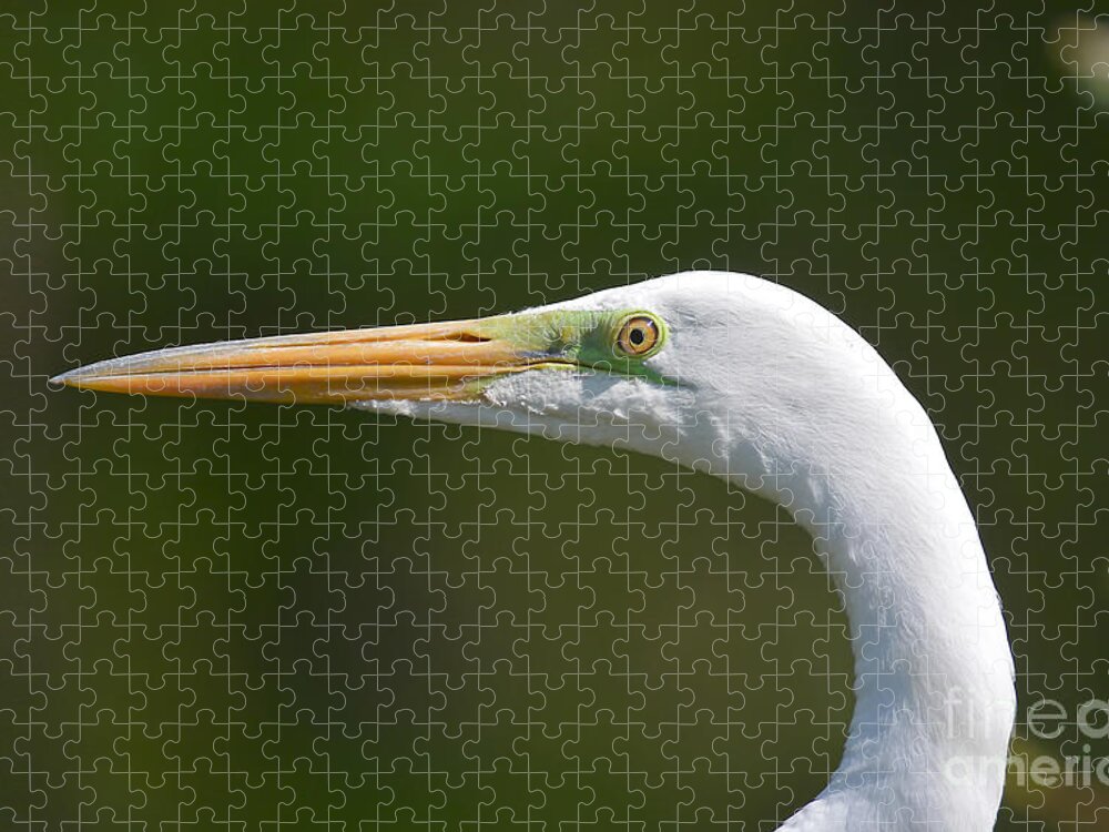 Great White Egret Jigsaw Puzzle featuring the photograph A Beautiful Face by Kathy Baccari