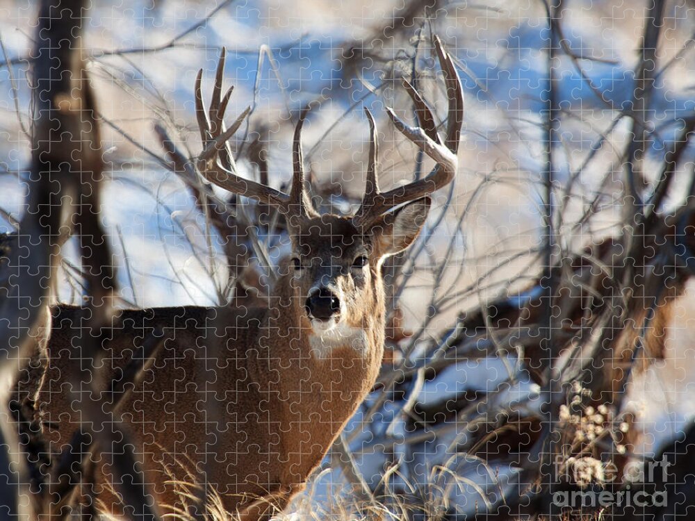 White Tail Buck Jigsaw Puzzle featuring the photograph A Buck in the Bush by Jim Garrison