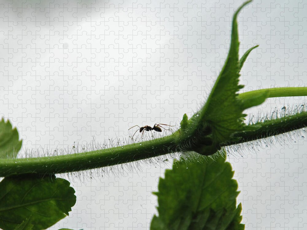 Insect Jigsaw Puzzle featuring the photograph A Bugs Life by Gopan G Nair