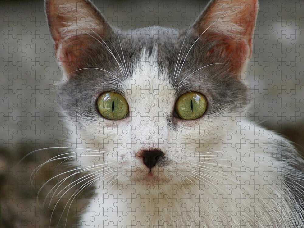 Pets Jigsaw Puzzle featuring the photograph A Cat by Dragan Todorovic