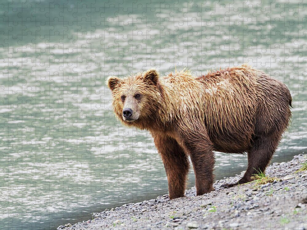 Brown Bear Jigsaw Puzzle featuring the photograph A Coastal Brown Bear Sow Stands On A by John Delapp / Design Pics