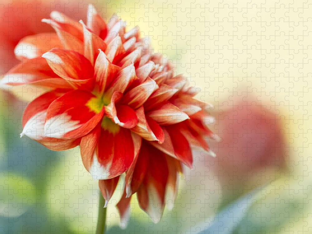 Flowers Jigsaw Puzzle featuring the photograph A Dahlia A Day by Marilyn Cornwell