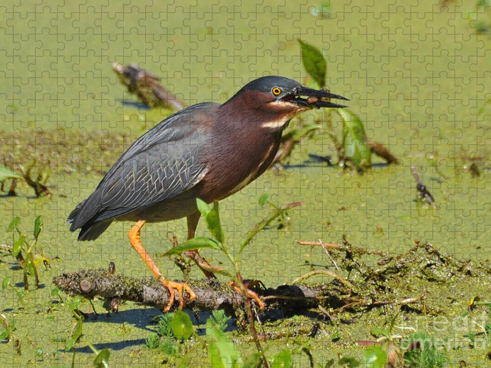 Birds Jigsaw Puzzle featuring the photograph A Greenbacked Heron's Breakfast by Kathy Baccari
