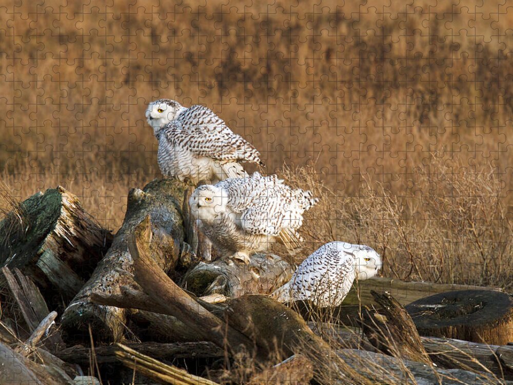 Adult Jigsaw Puzzle featuring the photograph A Group of Snowy Owls by Michael Russell