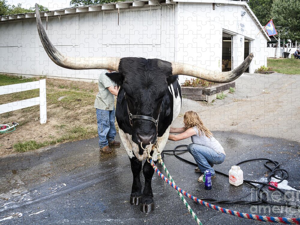 County Fair Jigsaw Puzzle featuring the photograph A longhorn steer is prepared for exhibition at a county fair by William Kuta