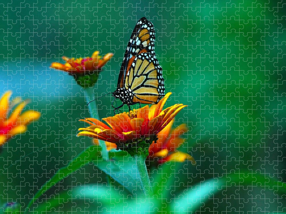 Butterfly Jigsaw Puzzle featuring the photograph A Monarch by Raymond Salani III