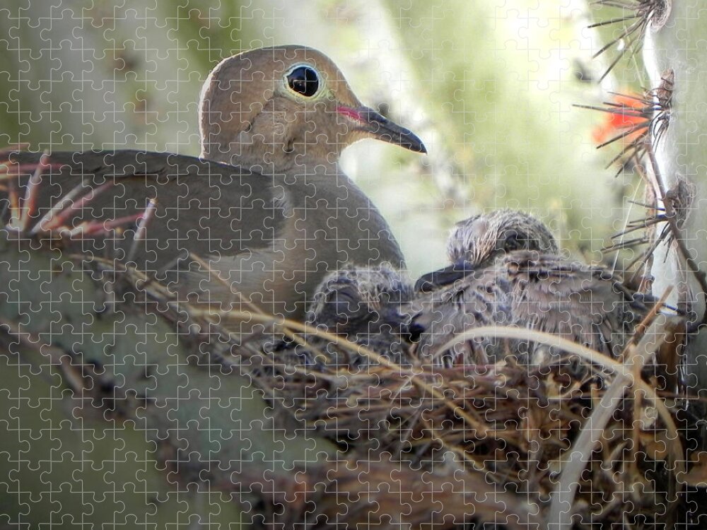 Mourning Dove Jigsaw Puzzle featuring the photograph A Mothers' Love by Deb Halloran