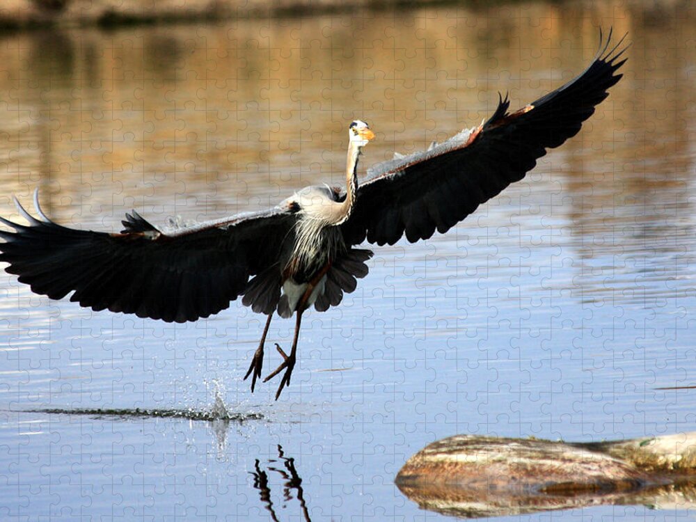 Great Blue Heron Jigsaw Puzzle featuring the photograph A Perfect Landing by Shane Bechler