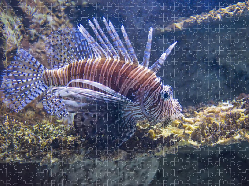 Fish Jigsaw Puzzle featuring the photograph A Single Lion Fish Swimming by Flees Photos