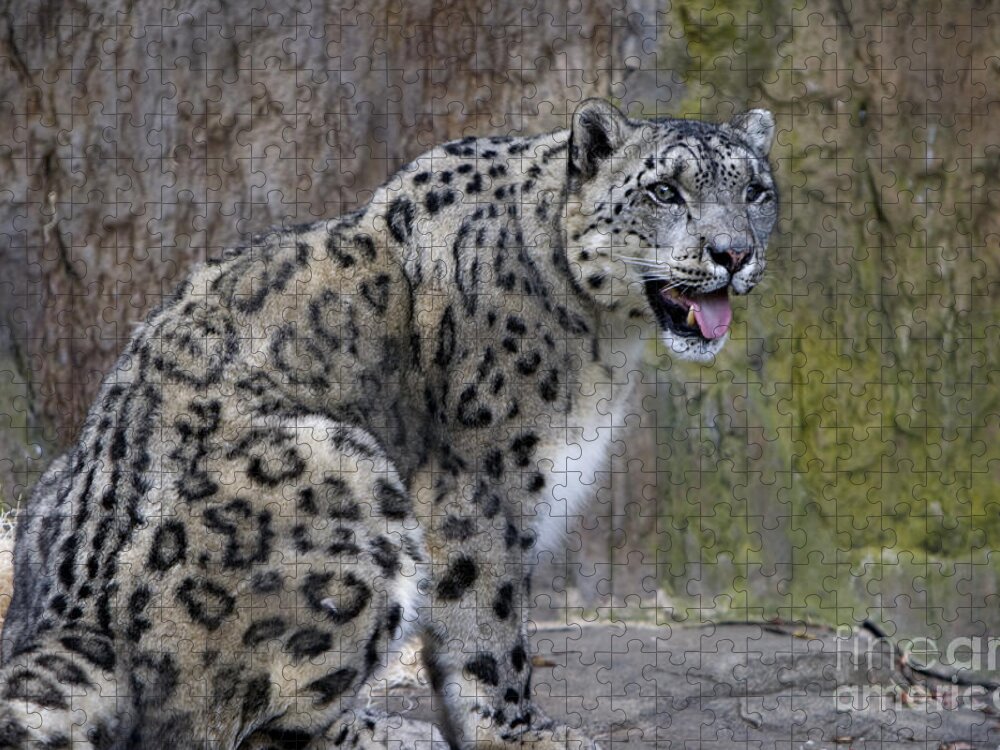 Leopard Jigsaw Puzzle featuring the photograph A Snow Leopards tongue by David Millenheft