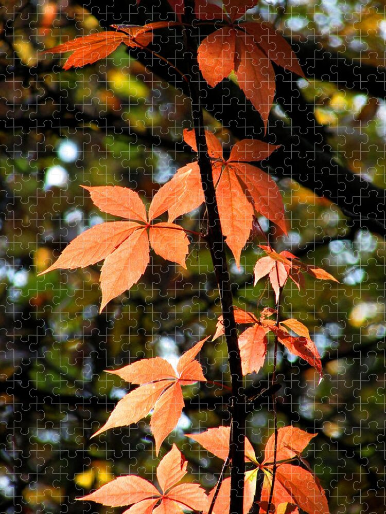 Autumn Leaves Jigsaw Puzzle featuring the photograph A Strand of Leaves I by Kimberly Mackowski