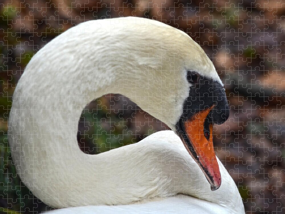 Swam. Mute Swan Bird Jigsaw Puzzle featuring the photograph A Swan's Elegance by Sandi OReilly