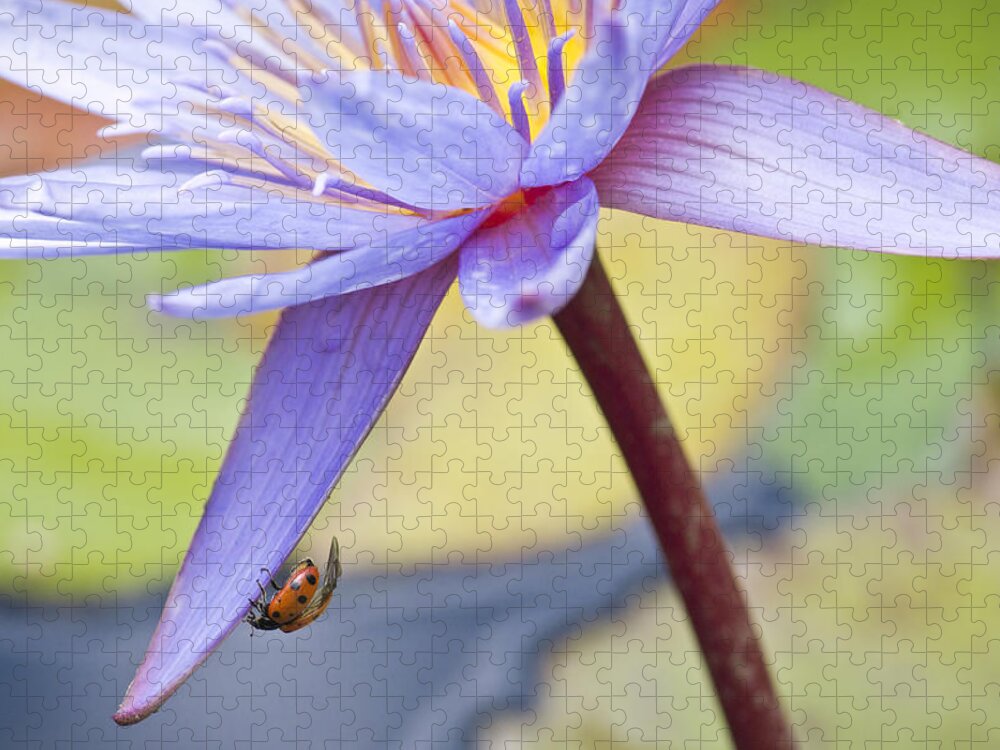 Ladybug Jigsaw Puzzle featuring the photograph A Visiting Lady by Priya Ghose