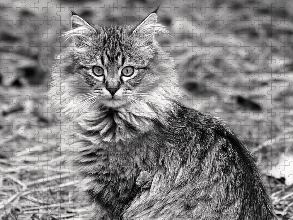 Cat Jigsaw Puzzle featuring the photograph A Young Maine Coon by Rona Black