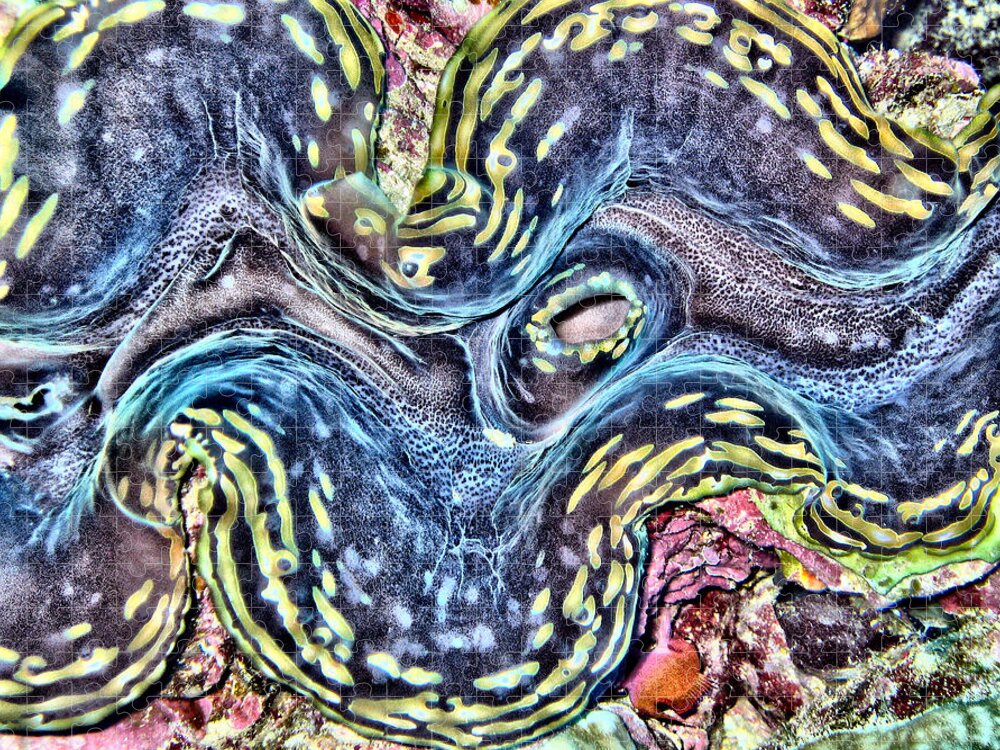 Fluted Giant Clam Jigsaw Puzzle featuring the digital art Fluted Giant Clam by Roy Pedersen