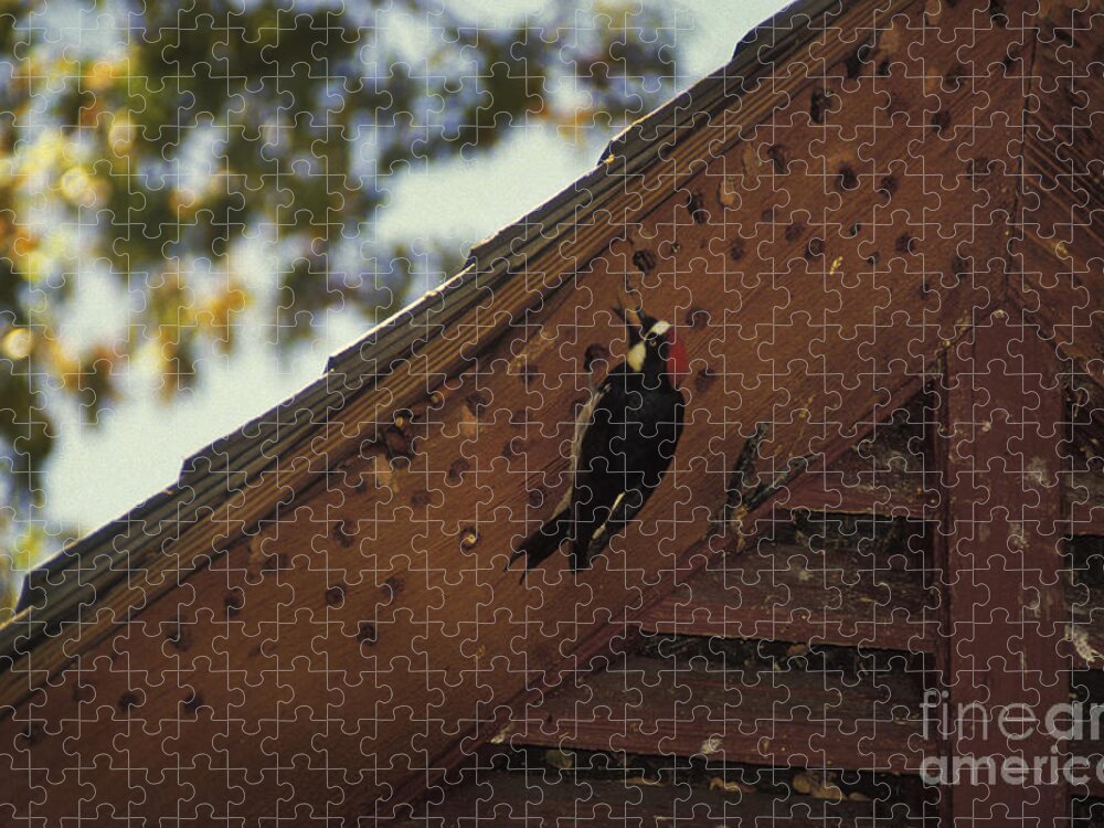 Woodpecker Jigsaw Puzzle featuring the photograph Acorn Woodpecker by Ron Sanford