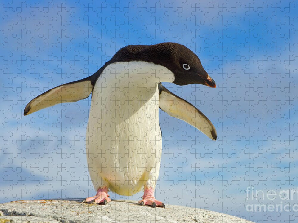 00345623 Jigsaw Puzzle featuring the photograph Adelie Penguin Flapping Wings by Yva Momatiuk John Eastcott