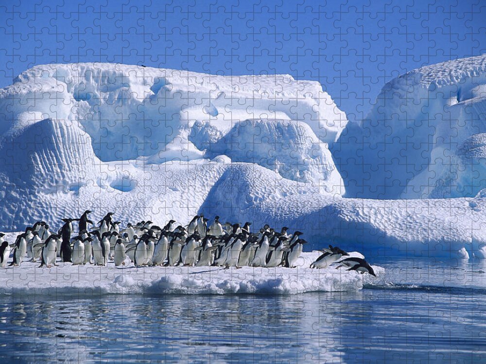 Feb0514 Jigsaw Puzzle featuring the photograph Adelie Penguins Diving From Icefloe by Colin Monteath