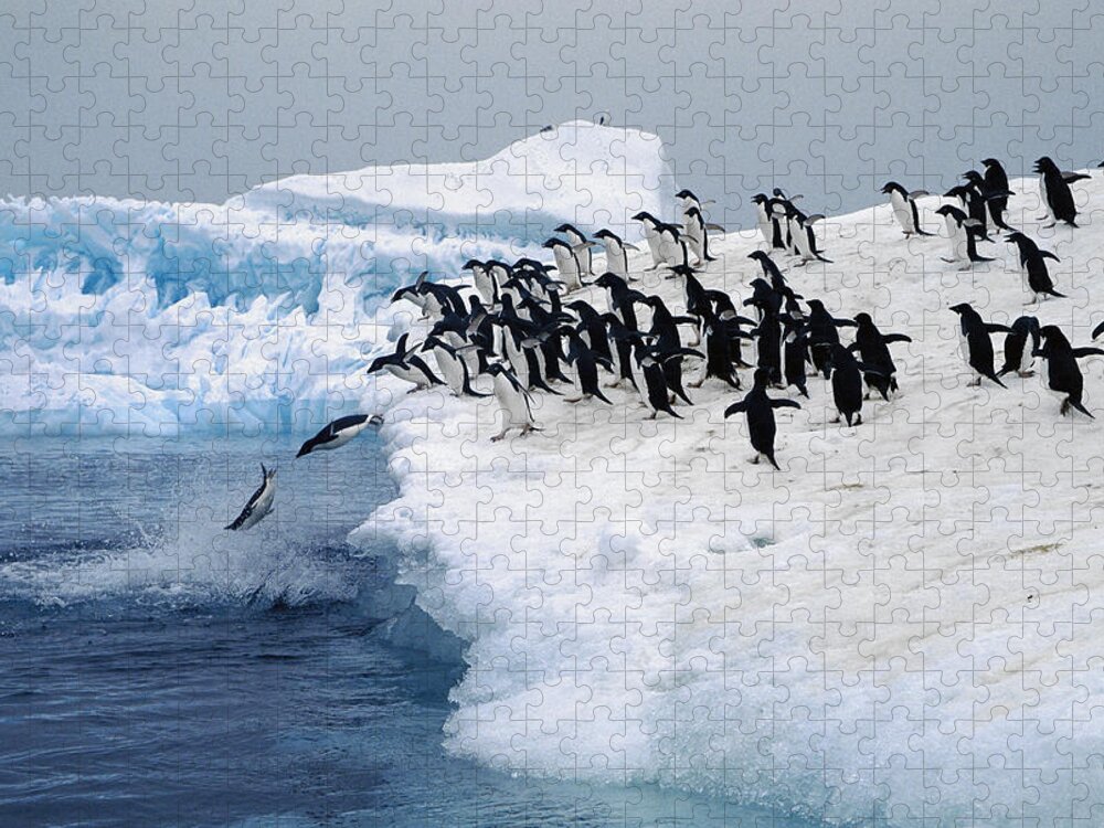 Feb0514 Jigsaw Puzzle featuring the photograph Adelie Penguins Leaping Fro Iceberg by Colin Monteath