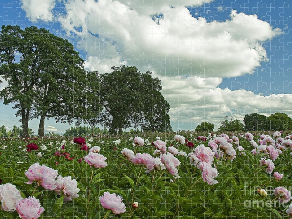 Pacific Jigsaw Puzzle featuring the photograph Adleman's Peony Fields by Nick Boren