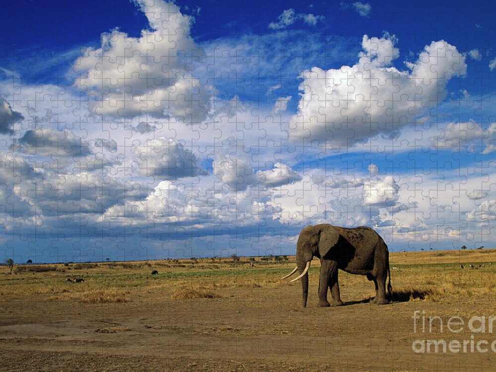 00344759 Jigsaw Puzzle featuring the photograph African Elephant Walking in Masai Mara by Yva Momatiuk John Eastcott