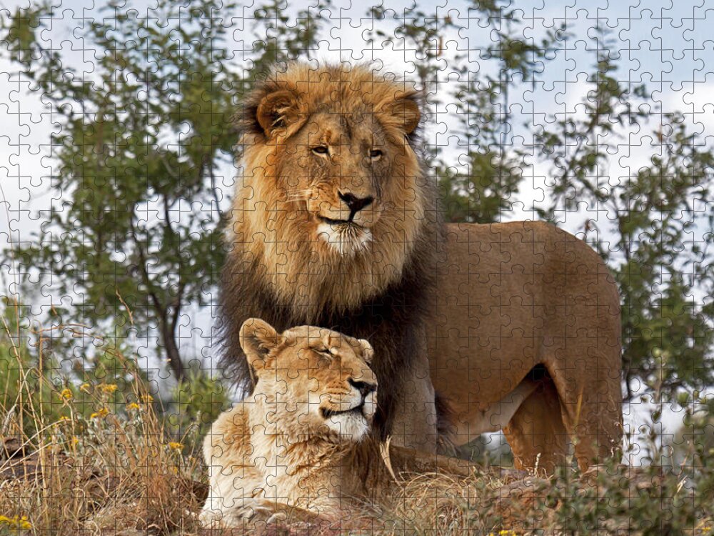 Nis Jigsaw Puzzle featuring the photograph African Lion And Lioness Botswana by Erik Joosten